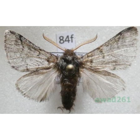 Thaumetopoea pinivora (Treitschke, 1834) Poland84f